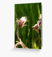 Wildflowers 2 Greeting Card