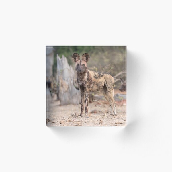 Protecting the pack Acrylic Block