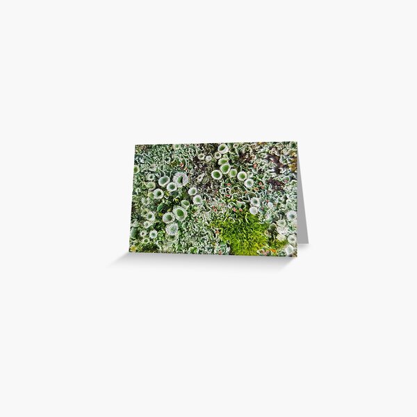 Item preview, Lichen Colony designed and sold by Kat Simmons.