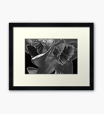 Nature Without Color. Framed Print