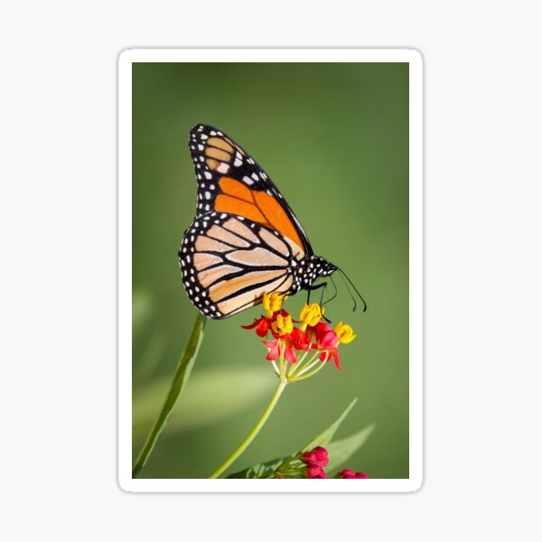 Monarch Portrait Sticker