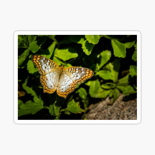 Whit Peacock Butterfly Sticker