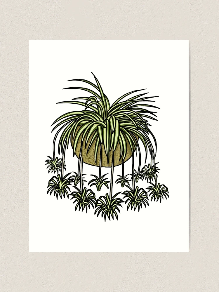 Spider Plant Cartoon" Art Print for Sale by blythely | Redbubble