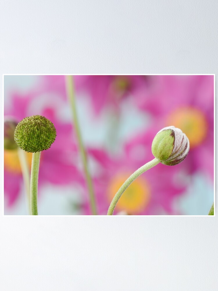 Póster «Anemone hupehensis var. japonica & # 39; Pamina & # 39; AGM anémona  japonesa brote de flor y cabeza de semilla» de chrisburrows | Redbubble