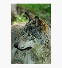 Timberwolf Photographic Print