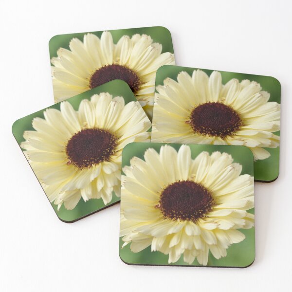 Item preview, Calendula officinalis  'Snow Princess'  English marigold   designed and sold by Chris Burrows.