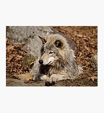 Timberwolf Photographic Print
