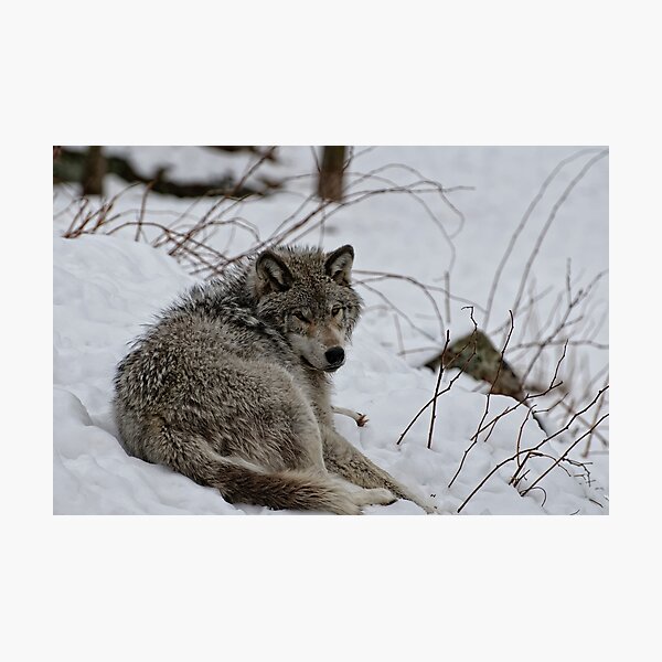 Item preview, Timberwolf - Parc Omega, Montebello designed and sold by Tracey Dryka.