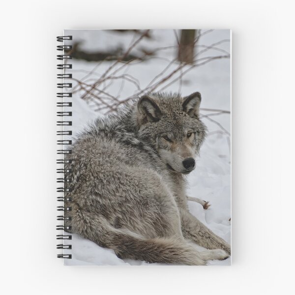 Item preview, Timberwolf - Parc Omega, Montebello designed and sold by Tracey  Dryka.