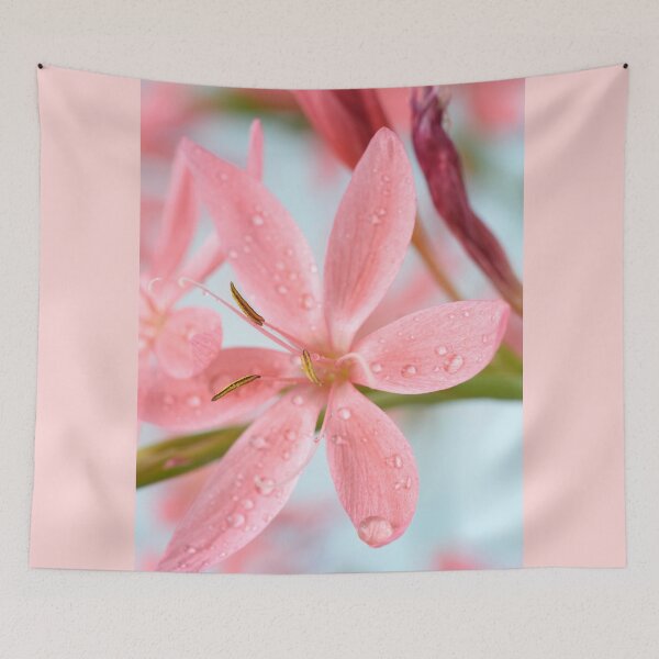 Item preview, Hesperantha coccinea 'Fenland Daybreak' Crimson flag lily Syn. Schizostylis coccinea 'Fenland Daybreak' designed and sold by Chris Burrows.