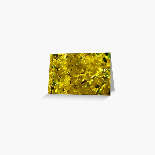 Forsythia! Greeting Card
