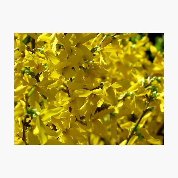 Forsythia! Photographic Print