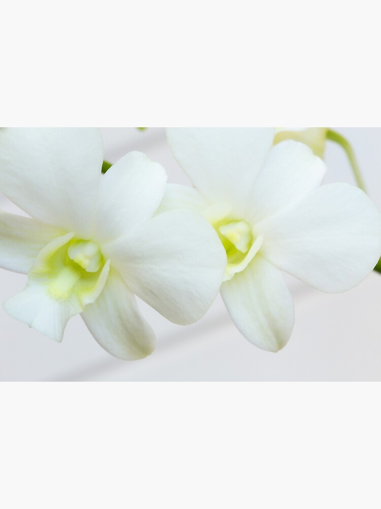 White orchids by fardad