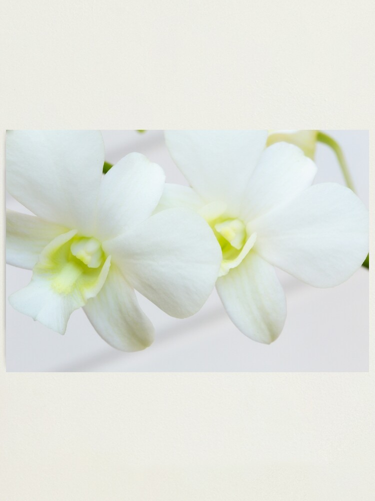 Alternate view of White orchids Photographic Print