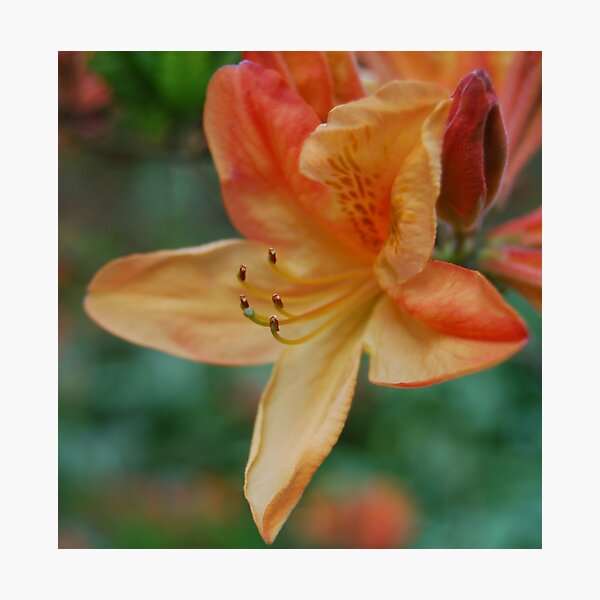 Item preview, Lily flower designed and sold by Eden Stanger.