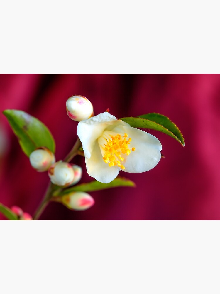 Camellia Cupido flower by fardad