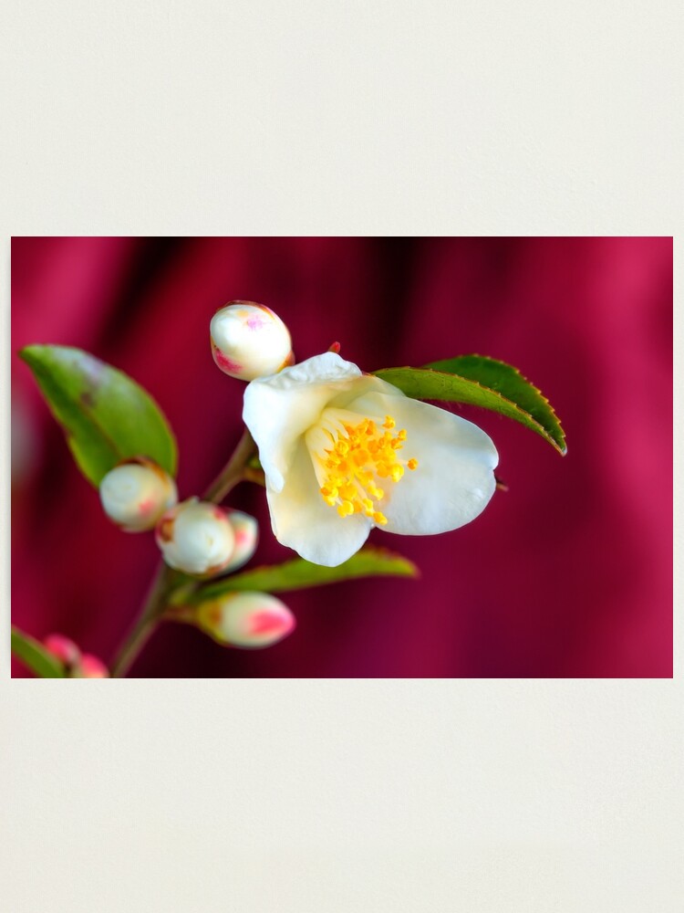 Alternate view of Camellia Cupido flower Photographic Print