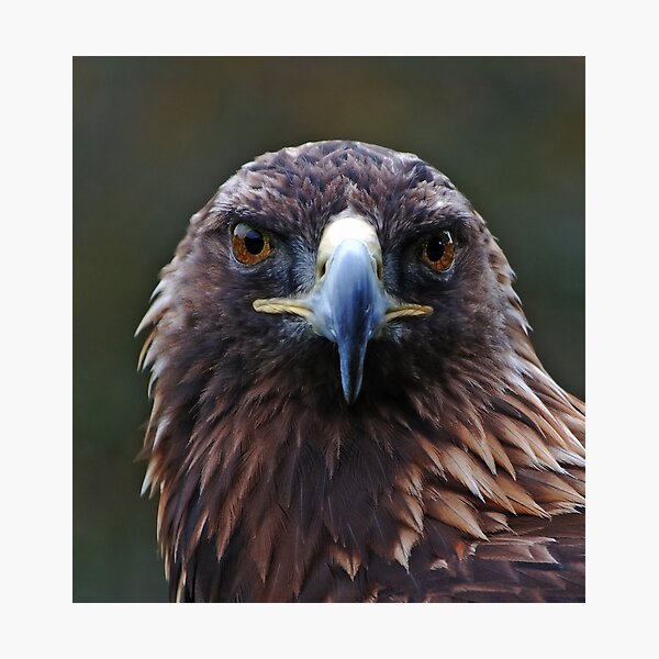 Item preview, eagle designed and sold by André Berger.