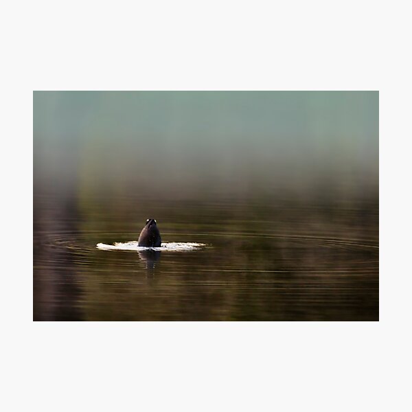 Duck Dive Photographic Print