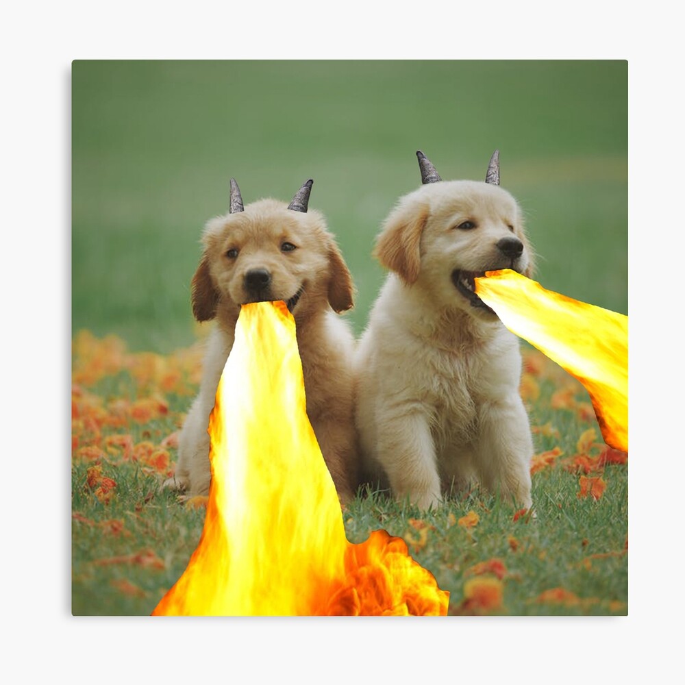 nice fire dogs for a cheap price