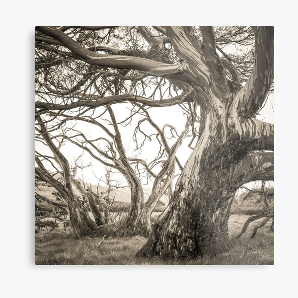 Snow Gums Metal Print