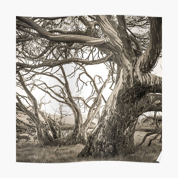 Snow Gums Poster