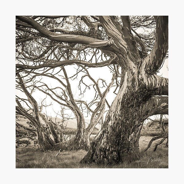 Snow Gums Photographic Print