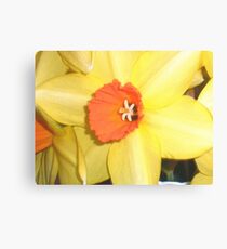 Spring Daff Canvas Print