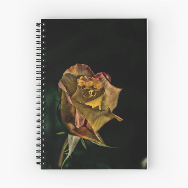 Item preview, Love and Peace - Hybrid Tea Rose, my garden designed and sold by Tracey  Dryka.