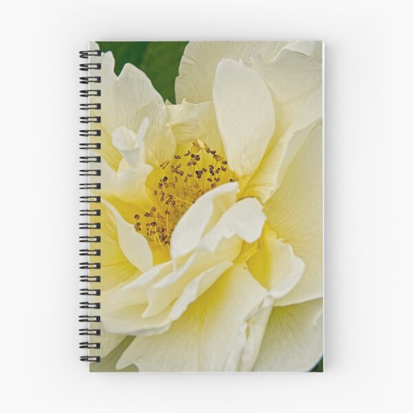 Item preview, rose - Experimental Farms, Ottawa, Ontario designed and sold by Tracey  Dryka.