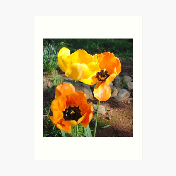 Artikelvorschau, Shining Tulips entworfen und verkauft von Nancy Chambers.