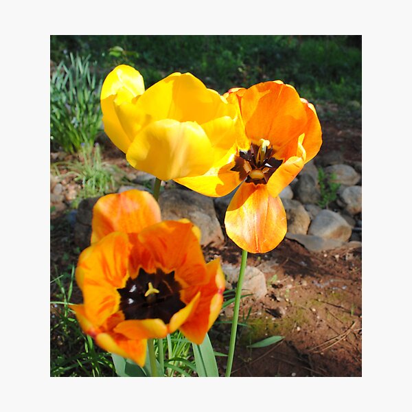 Item preview, Shining Tulips designed and sold by Nancy Chambers.