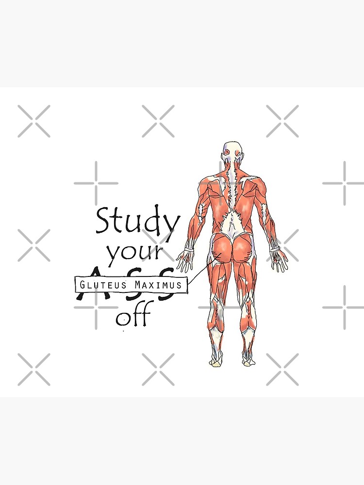 Study your Gluteus Maximus Off by maryhop