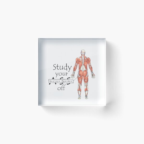 Study your Gluteus Maximus Off Acrylic Block