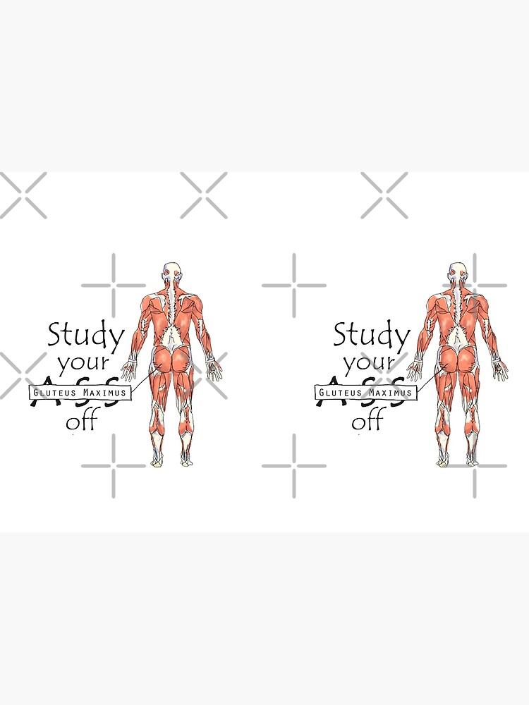 Study your Gluteus Maximus Off by maryhop