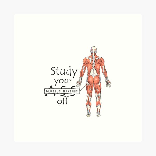 Studieren Sie Ihren Gluteus Maximus Off Kunstdruck