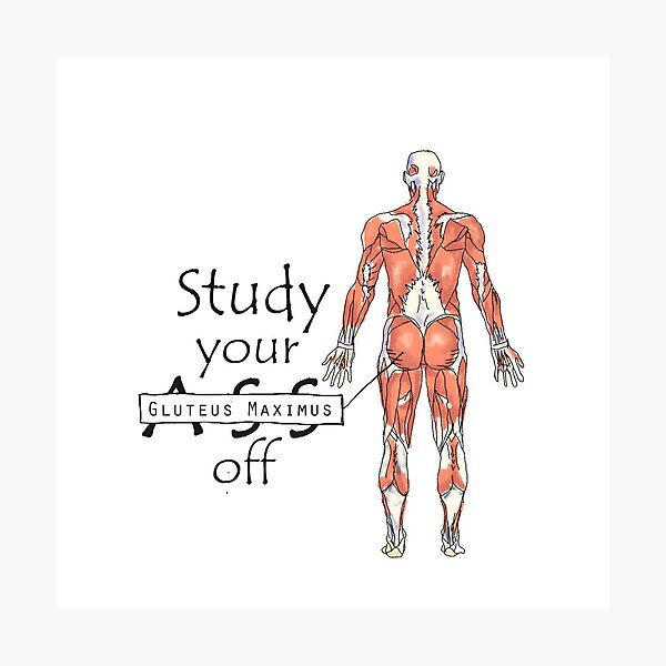 Study your Gluteus Maximus Off Photographic Print