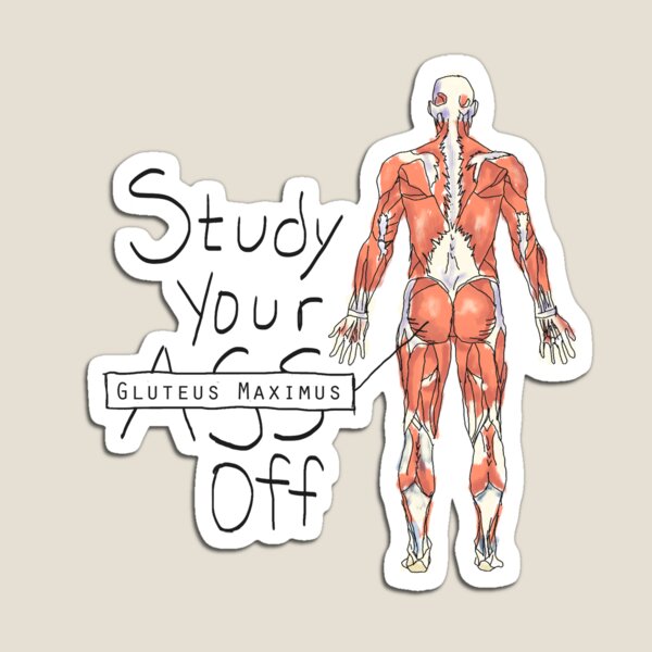 Study your Gluteus Maximus Off  Magnet