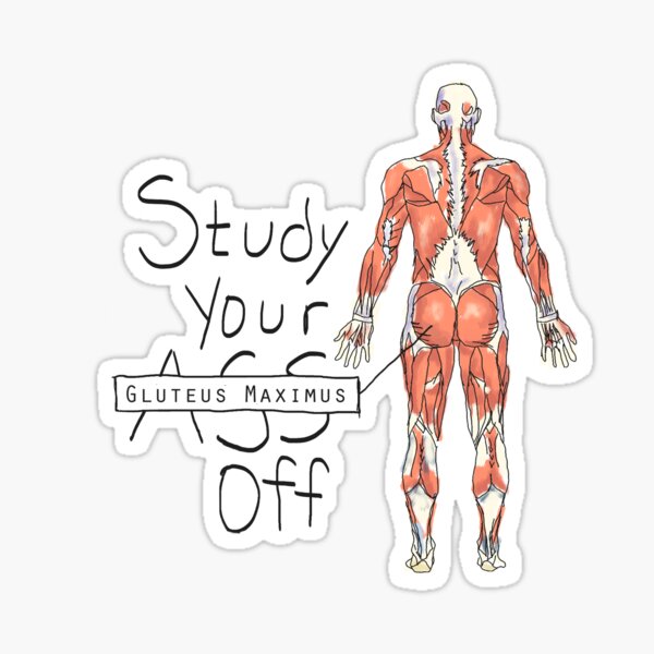 Study your Gluteus Maximus Off  Sticker