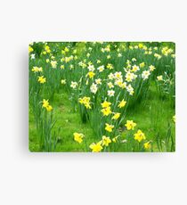 Spring Daffs Canvas Print