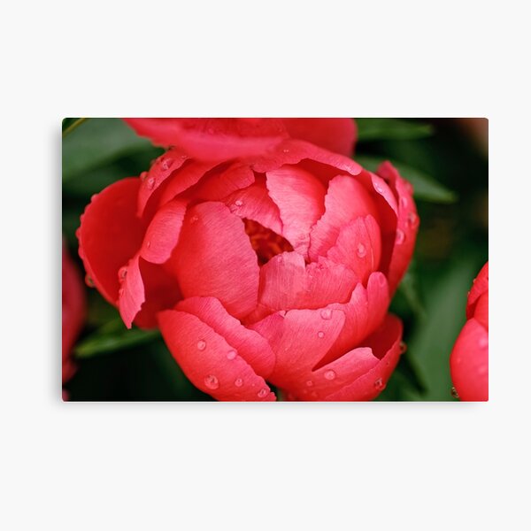 Nathalie - Peony Canvas Print