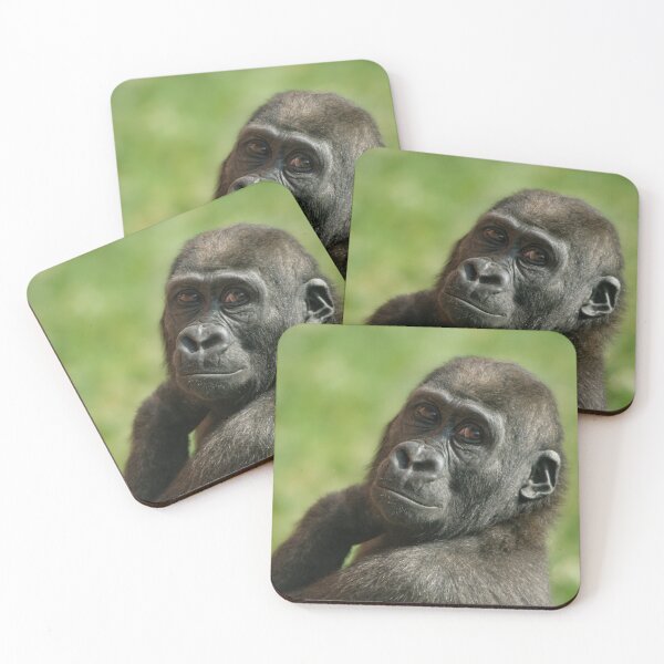 Item preview, Gorilla Shufai Looking Over His Shoulder designed and sold by rawshutterbug.