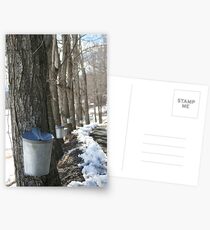 Sugaring Day Postcards