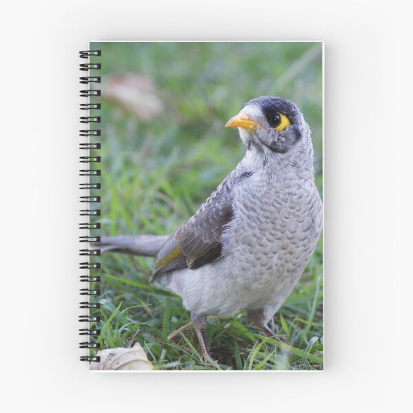 Item preview, Noisy Miner designed and sold by Dragonsfield.