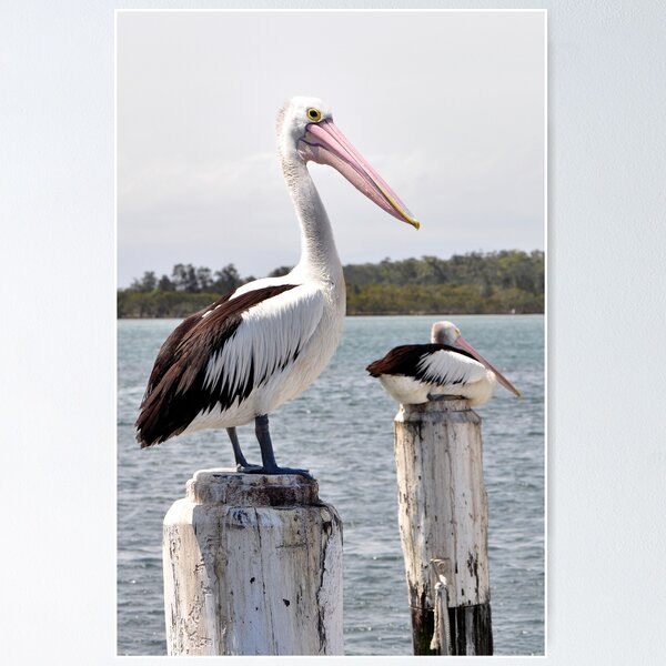 Item preview, Mr Pelican designed and sold by Olivelle.