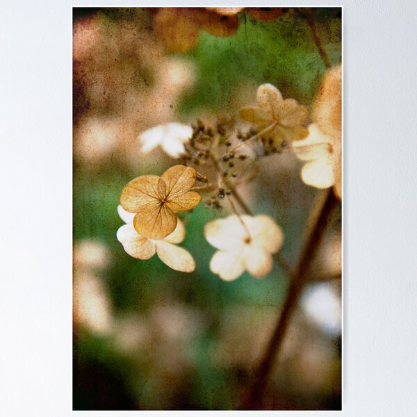 Item preview, Dried hydrangea designed and sold by Kasia Fiszer.