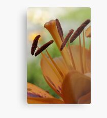 Lily - my garden, Ottawa, Ontario Metal Print
