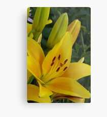 Cheops - Asiatic lily, my garden Metal Print