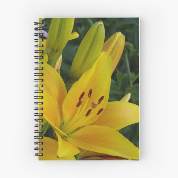 Item preview, Cheops - Asiatic lily, my garden designed and sold by Tracey  Dryka.