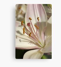 Marlene - Asiatic lily Metal Print
